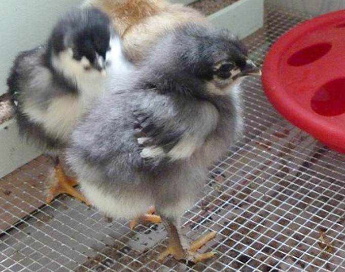 poussins - poussins de la famille de couleur noir cuivrée Marans11