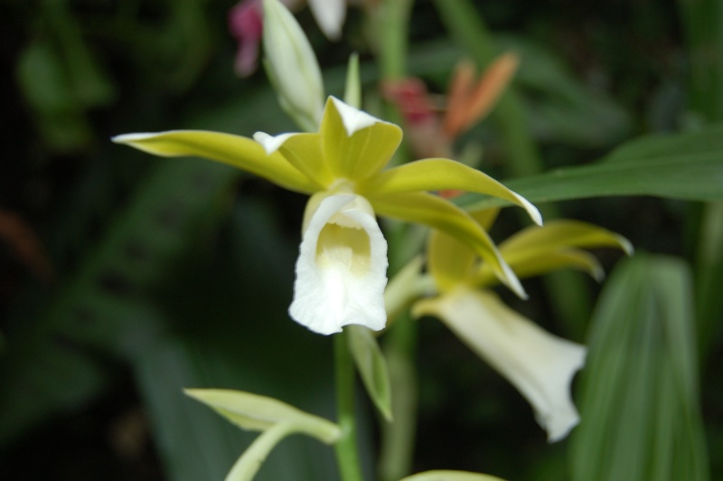 Phaius tankervillae Dsc_6411