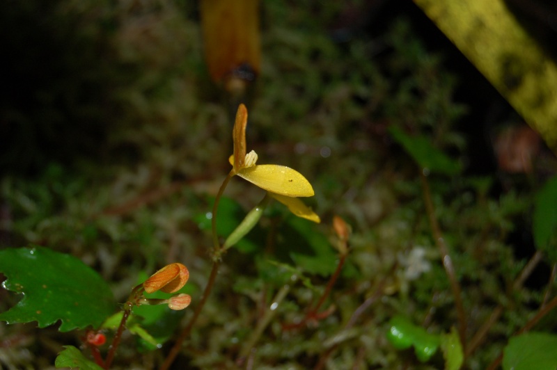 Begonia prismatocarpum Dsc_6544