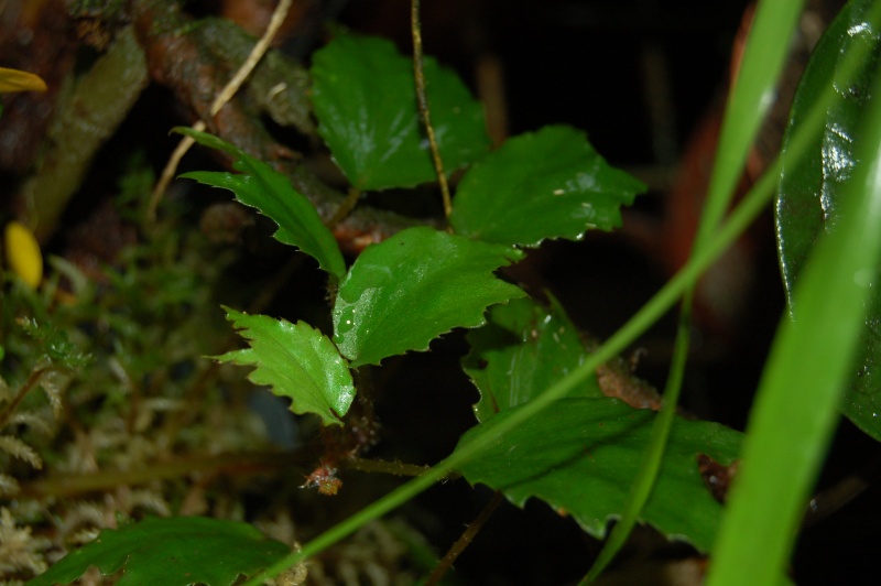 Begonia prismatocarpum Dsc_6545