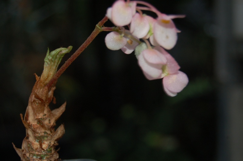 Begonia crassifolia Dsc_6614