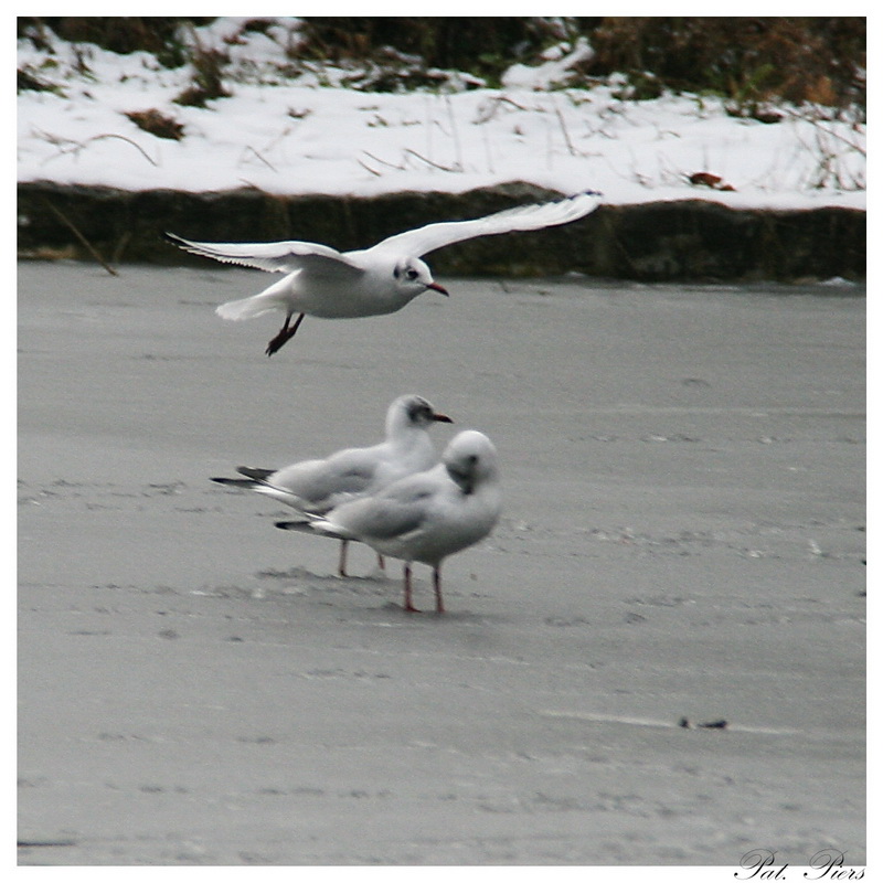 Mouette alors ! 25_red10