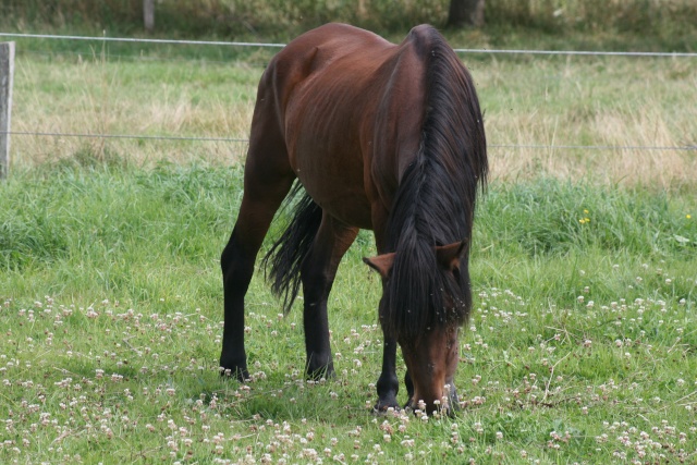 UNIC, ponette, 27 ans (1986) , bai, 1,35m   Unic_311