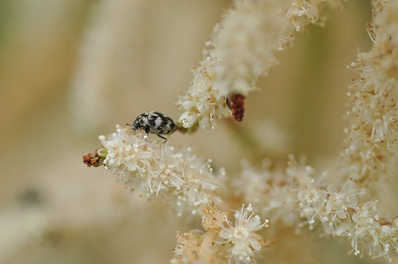 [Anthrenus sp] a identifier Dsc_2210