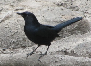 طائر الموَّاء الأسود Img_1911