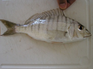 سمكة المرمار P8150010