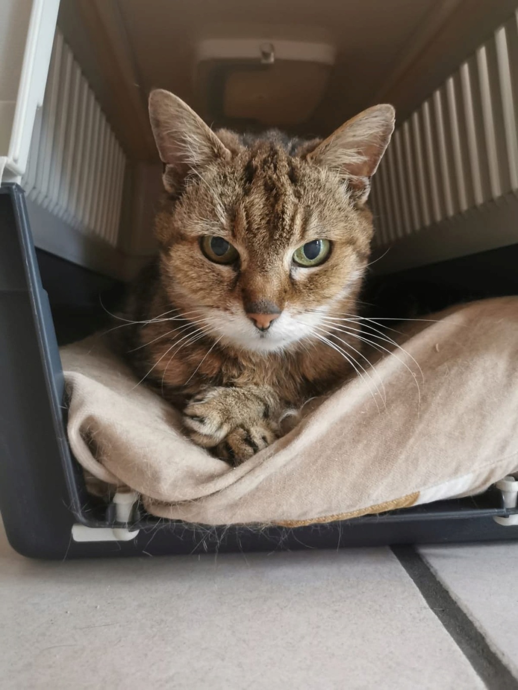 NONNA, européenne tigrée, 16 ans - F 31098410