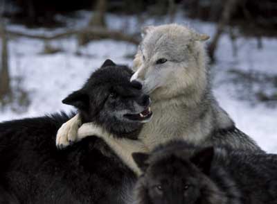 LOUPS : les plus belles photos (niveau visiteur) Tumblr10