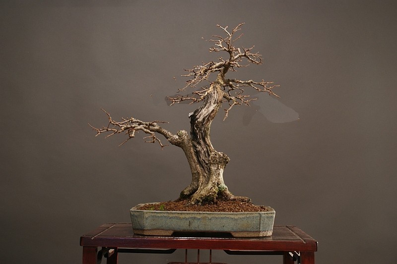 Korean Hornbeam 2005 - 2010 Hornbe11