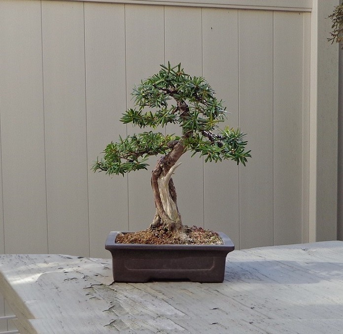  5 year progression of a Yew from Home Depot Yew10