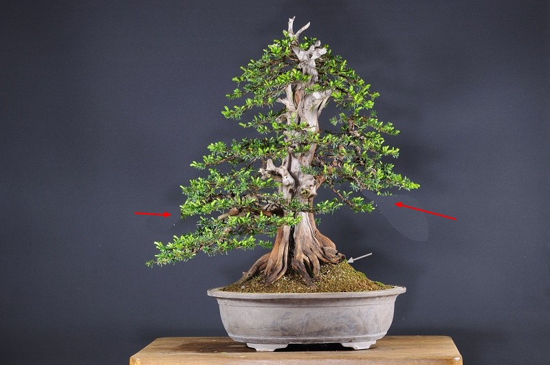 Taxus cuspidata - new styling - Page 3 Yew11