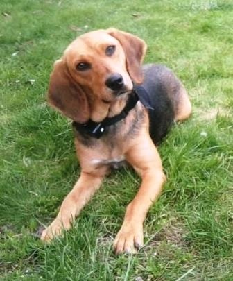 FICELLE type beagle 3 ans association GALIA 85200 Ficell10