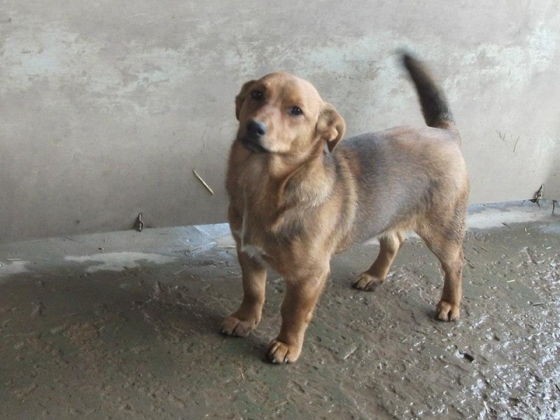 BIGY mâle Basset x Pinscher 1 an et demi 9kg (Becej) (Serbie) 10053810