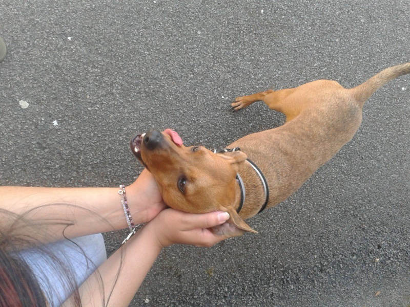 Treets pinscher 3 ans 7 mois(29) 10789610