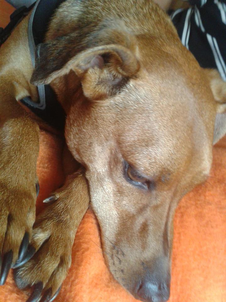 Treets pinscher 3 ans 7 mois(29) 53960910