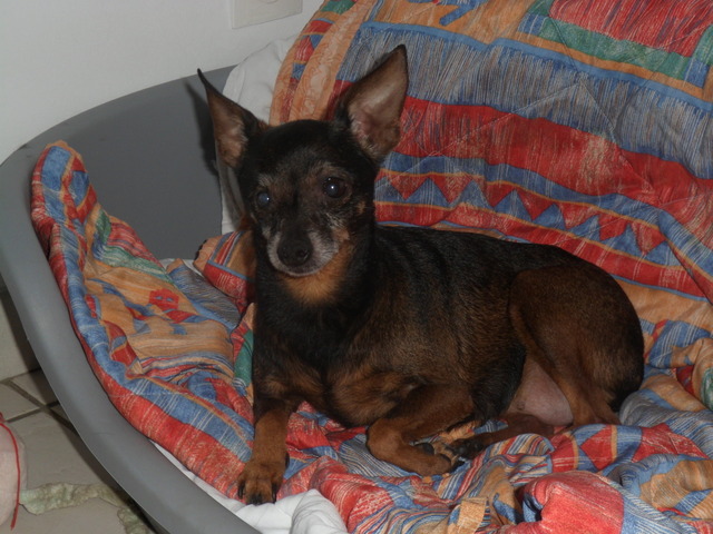 Adoption  Léa pinscher nain de 8 ans(60) Baw410