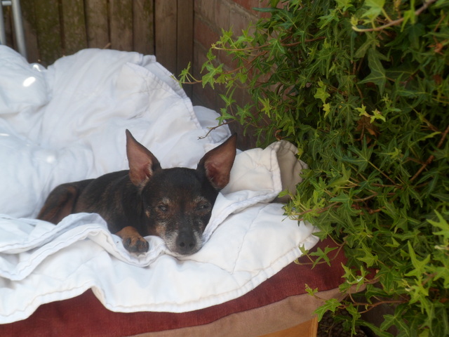 Adoption  Léa pinscher nain de 8 ans(60) Kbcm10