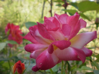 Roses Photo_24