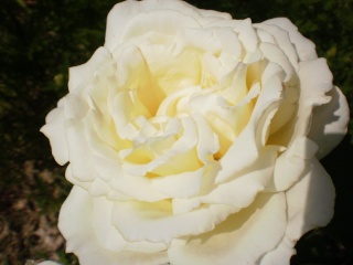 Roses Photo_27