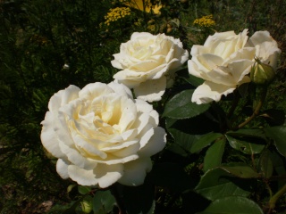 Roses Photo_28