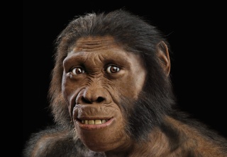 [Paléoanthropologie] Australopithecus sediba : le chaînon manquant ? Austra10