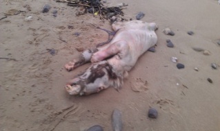 Carcasse échouée à Tenby dans la Pembrokeshire (Royaume-Uni) (février 2013) Bate_d10