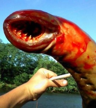 Le monstre marin sangsue du New Jersey : Un canular ! Le_can10