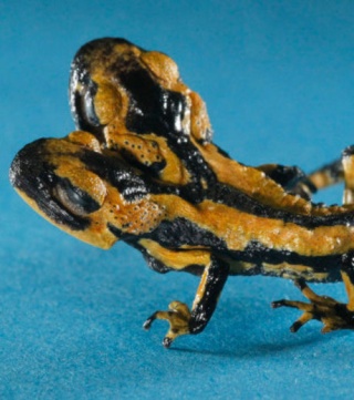 Une salamandre à deux têtes léguée à une université allemande Une_sa10