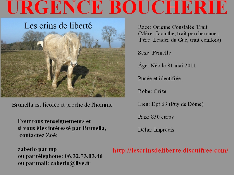 Dpt 63 - Brunella du Theil - OC trait de 2 ans - Sauvée par Brinella (Mai 2013) - Page 3 Brunel10