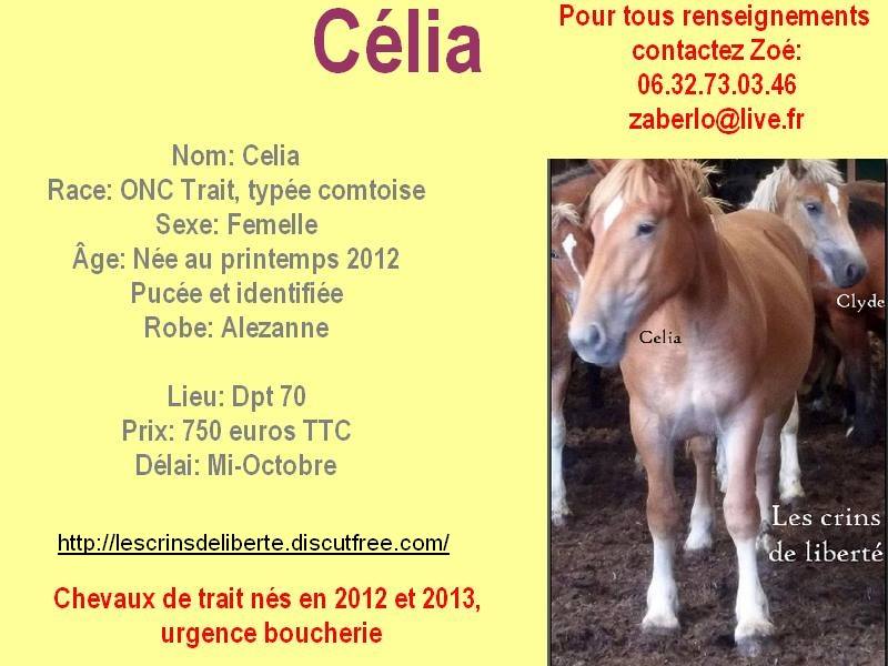 Dpt 70 - Celia - ONC Trait - 1 an et demi - Partie chez l'engraisseur...  Calia10