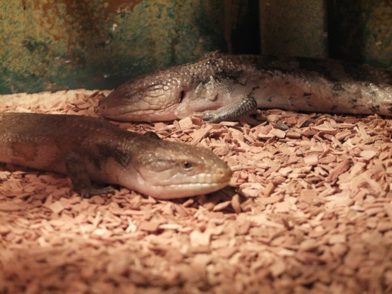 Pétitions en ligne Pour la fermeture de la jungle aux reptiles Scinqu10