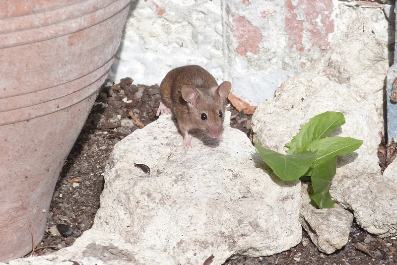 D'autres photos de la souris du jardin !! Copie_23