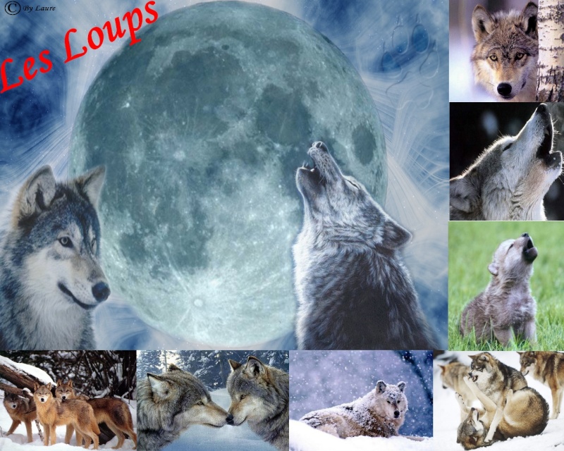 Divers -Mes créations photofiltre- PG Loups_10