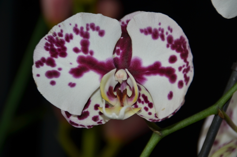 Orchideen 2011 - 2015 Teil 1 - Seite 32 Phalen10