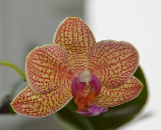 Orchideen 2011 - 2015 Teil 1 - Seite 32 Phalen11