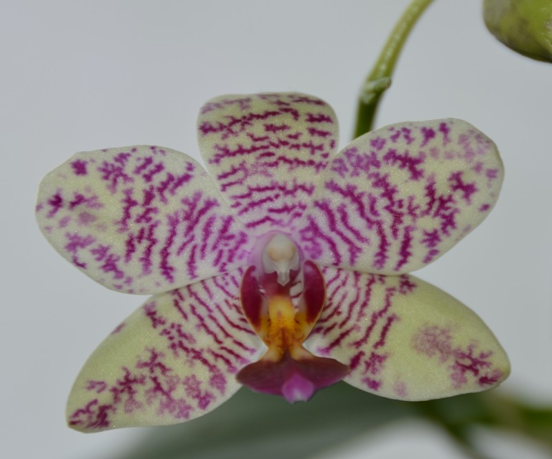 Orchideen 2011 - 2015 Teil 1 - Seite 32 Phalen12