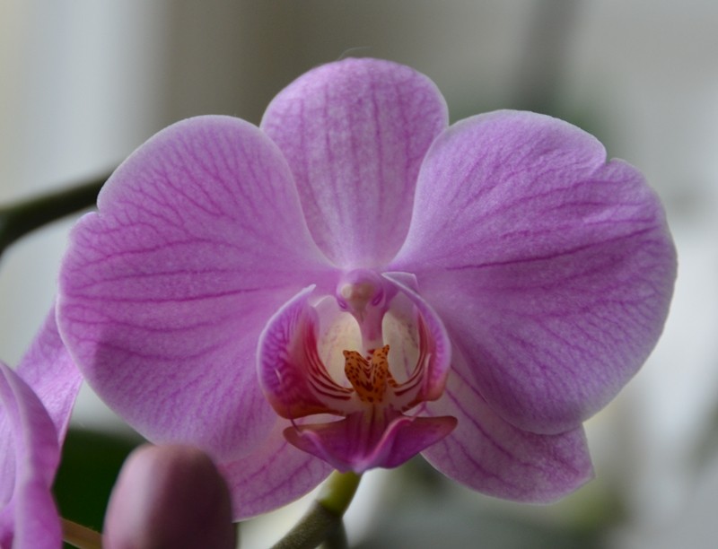 Orchideen 2011 - 2015 Teil 1 - Seite 32 Phalen13
