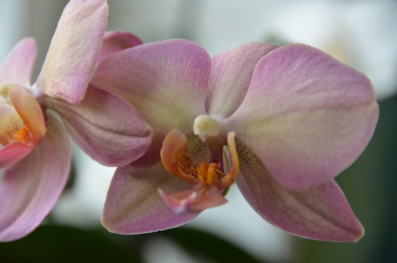 Orchideen 2011 - 2015 Teil 1 - Seite 32 Phalen14