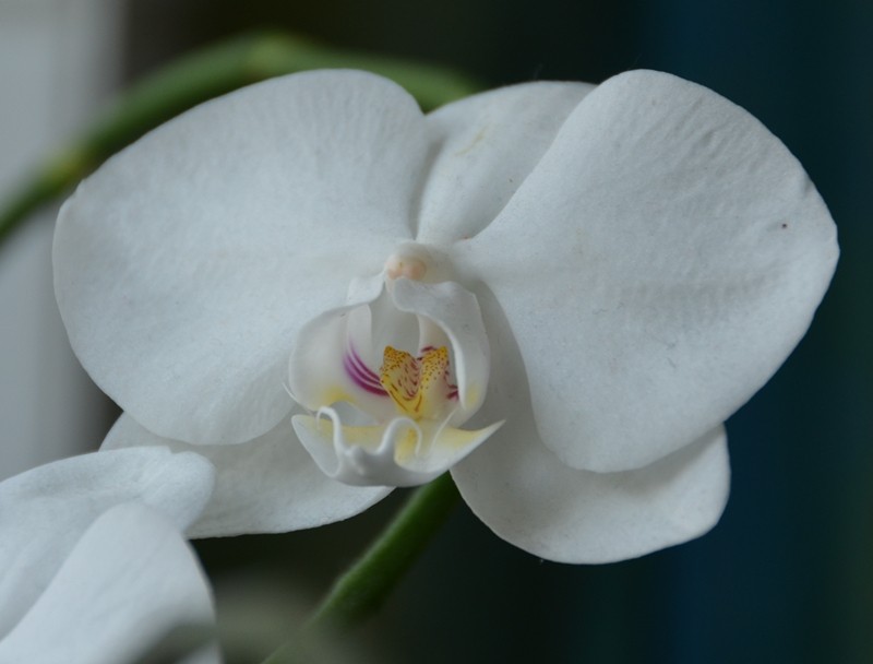 Orchideen 2011 - 2015 Teil 1 - Seite 32 Phalen15