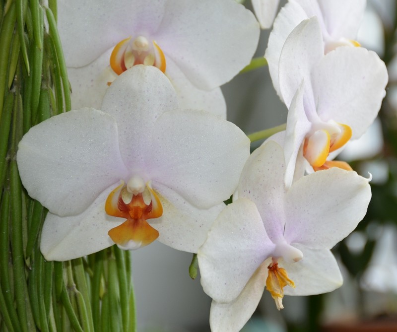 Orchideen 2011 - 2015 Teil 1 - Seite 32 Phalen16
