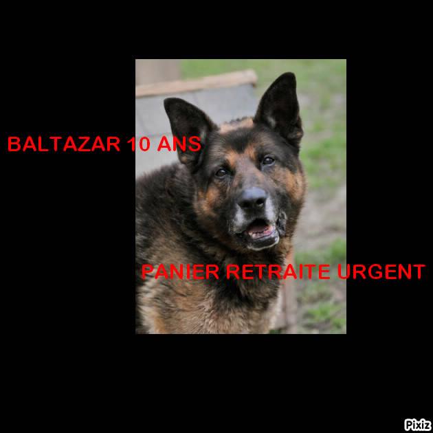 Urgent - BALTHAZAR -ba 10 ans - Refuge de l'Esperance à Appeville Annebault (27) Baltaz10