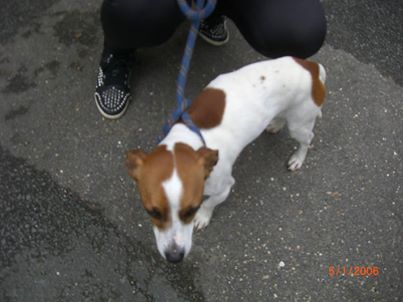 JACK RUSSELL male agé de 3 ans au refuge de l'esperance 27 Jack_r11