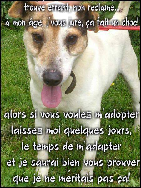 Sos - RALF - x jack russel 12 ans - Refuge Esperance à Appeville Annebault (27) Rafl10