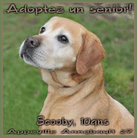 Très Urgent - SCOOBY - labrador 10 ans - Refuge de l'Espérance à Appeville (27) Scooby10