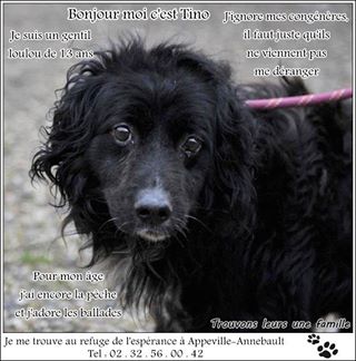 TINO petit croisé border collie 13 ans - Appeville Annebault - Page 3 Tino10