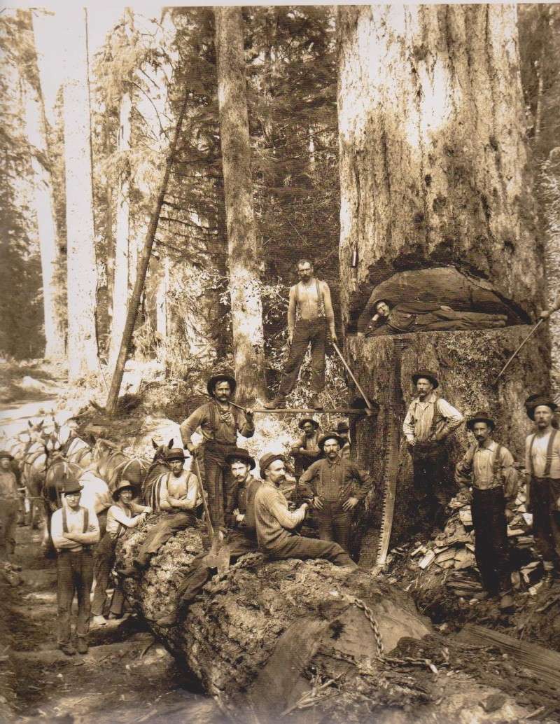 Tronçonneuses et travail au bois ....en photos d'époque - Page 3 Oregon10