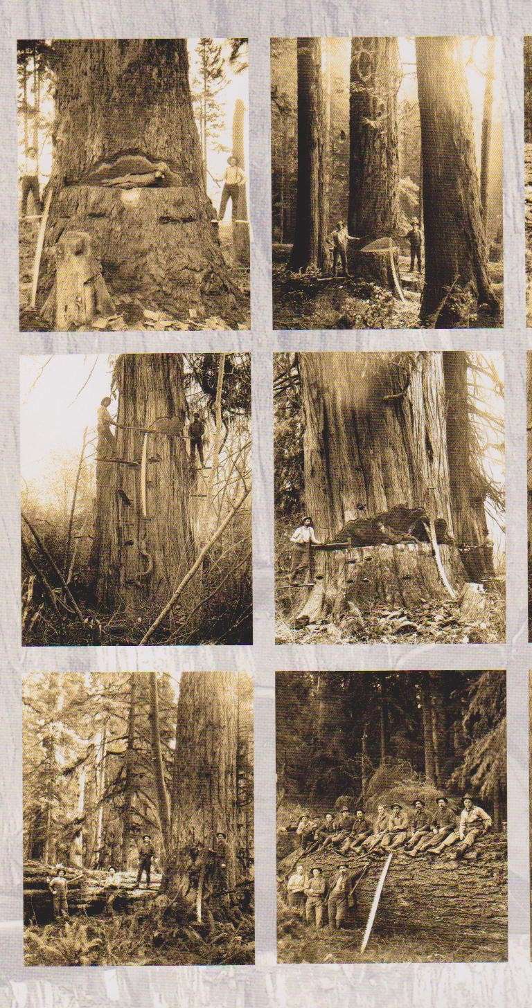Tronçonneuses et travail au bois ....en photos d'époque - Page 3 Oregon11