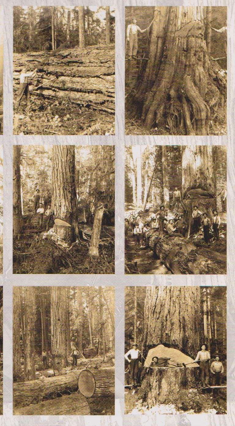 Tronçonneuses et travail au bois ....en photos d'époque - Page 3 Oregon12