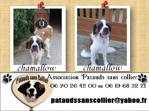  Falco 3 ans et Chamallow 2 ans males saint bernard dep 45 Chamal10