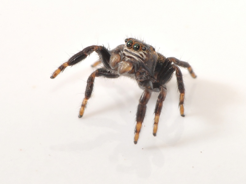 Arachnide inconnue 5 m/m mesurer  A_06811